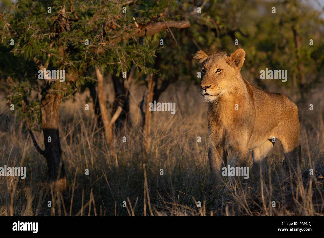 Best male lion hi-res stock photography and images - Alamy
