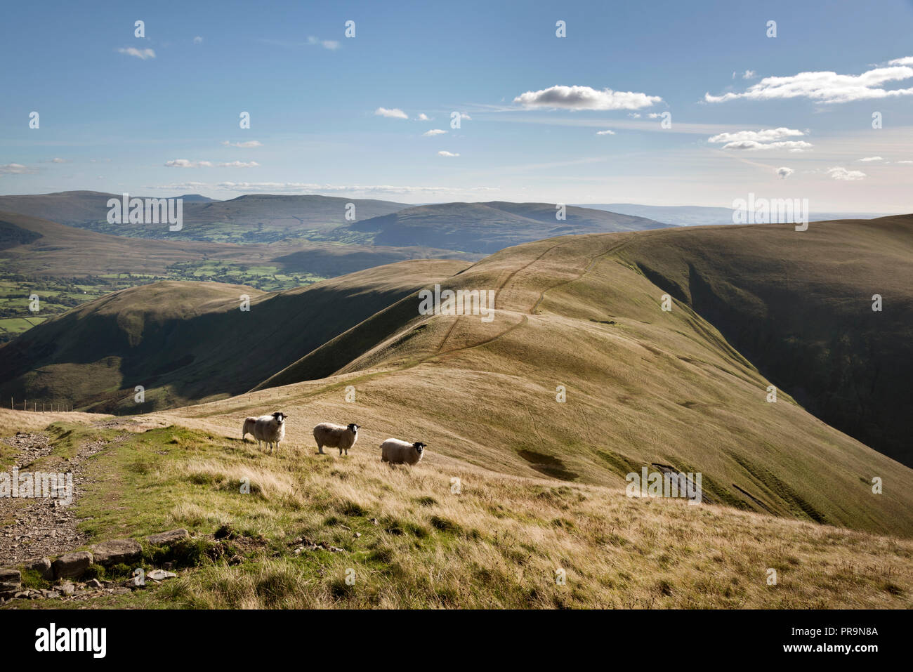 Sheep grazing on The Howgill Fells rear Sedbergh, Yorkshire Dales National Park, UK. Stock Photo