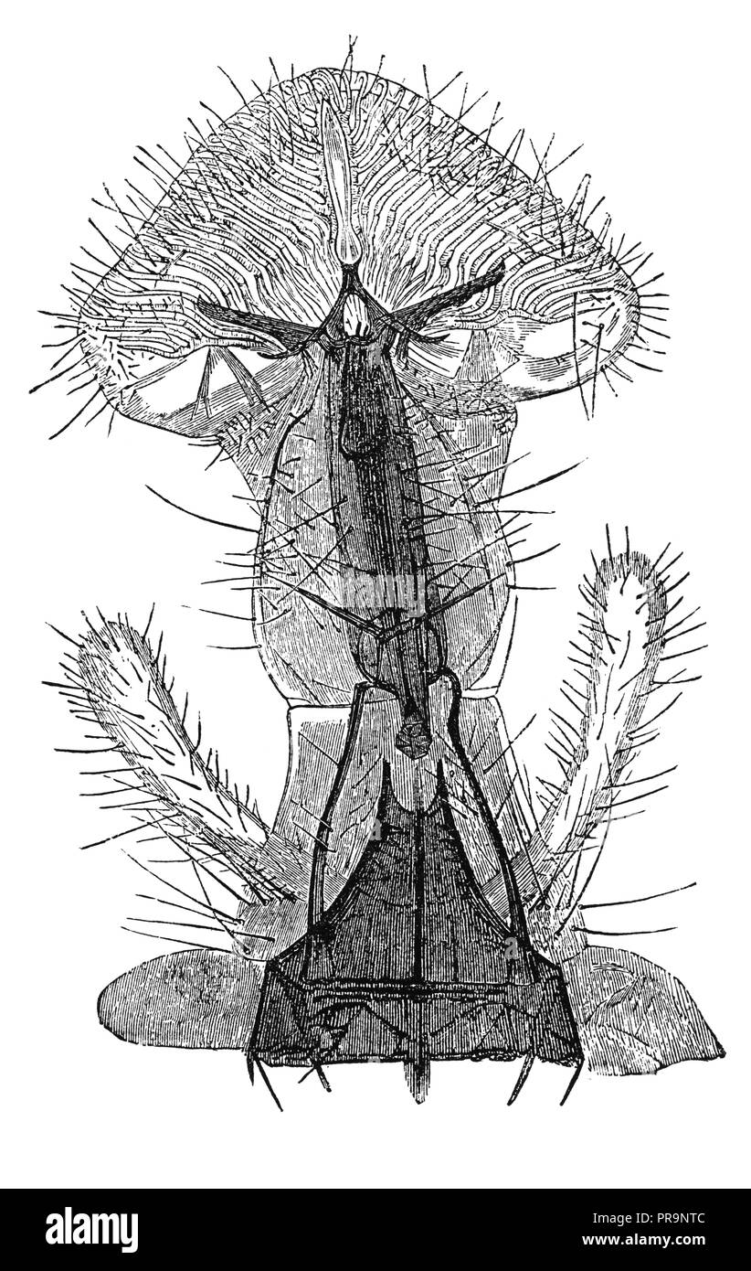 Probaskis Insects 19-th century illustration of proboscis of fly under microscope ...