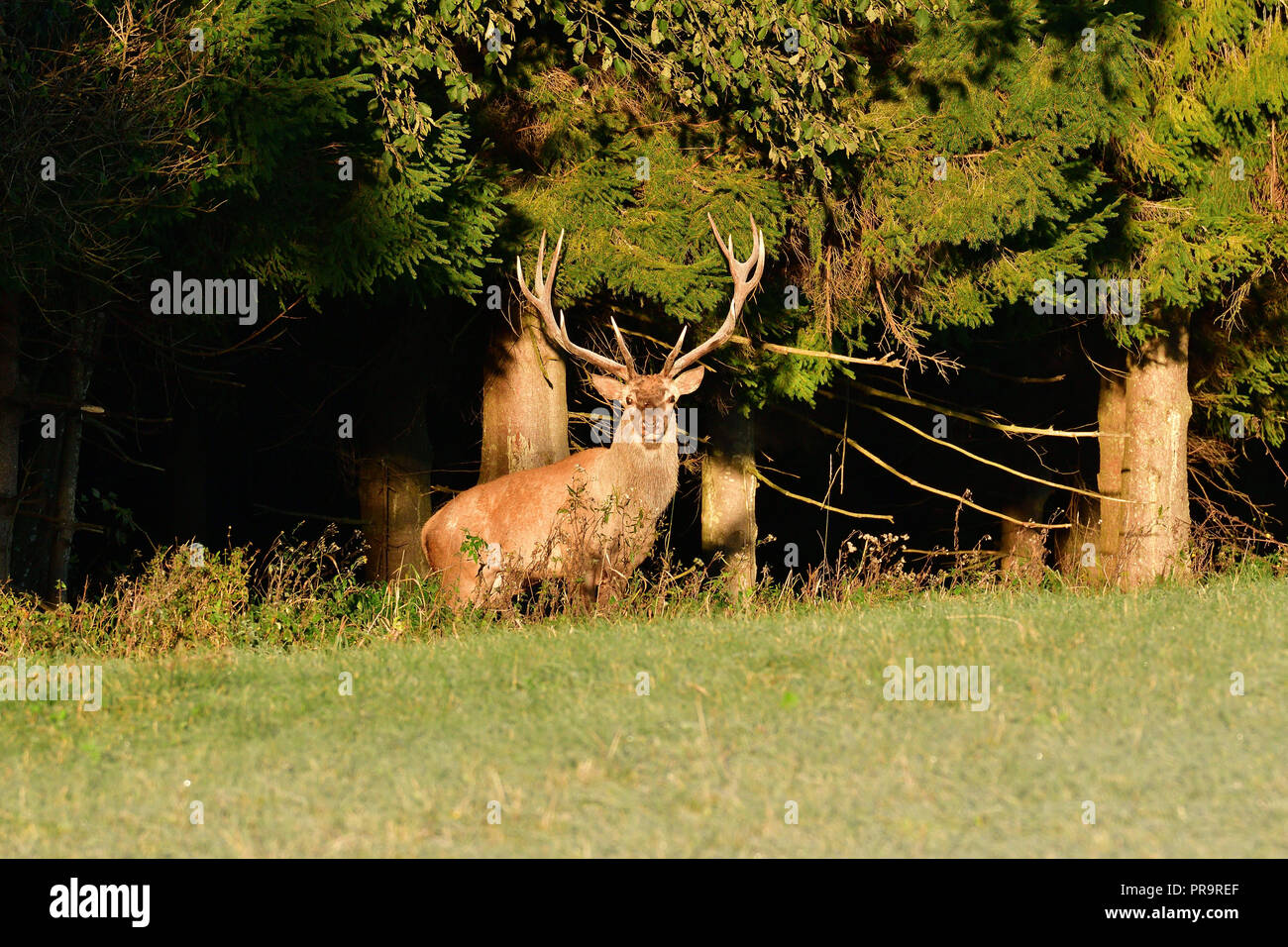 Stag with big antlers walking around the forest during rut season Stock