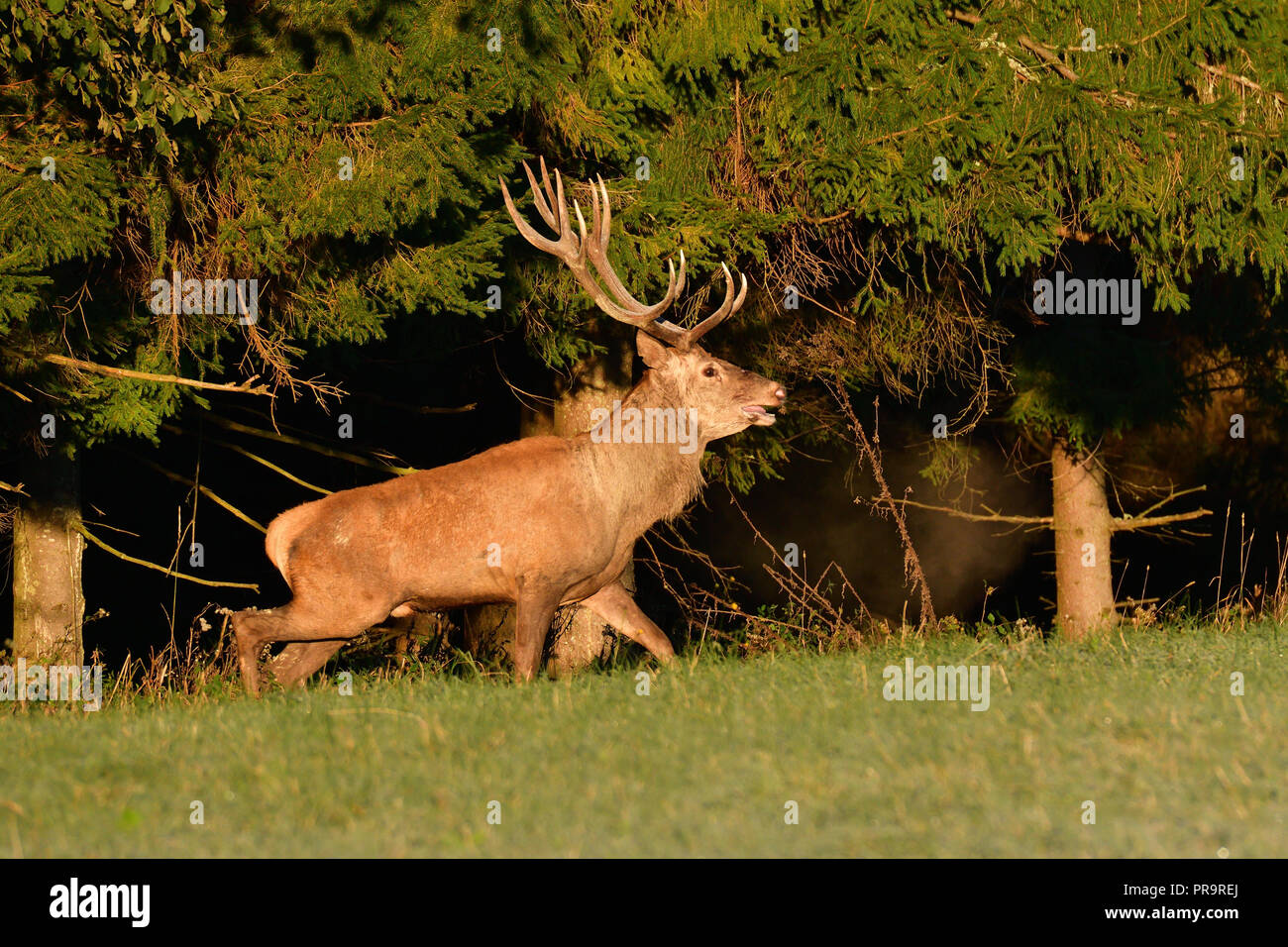 Stag with big antlers walking around the forest during rut season Stock