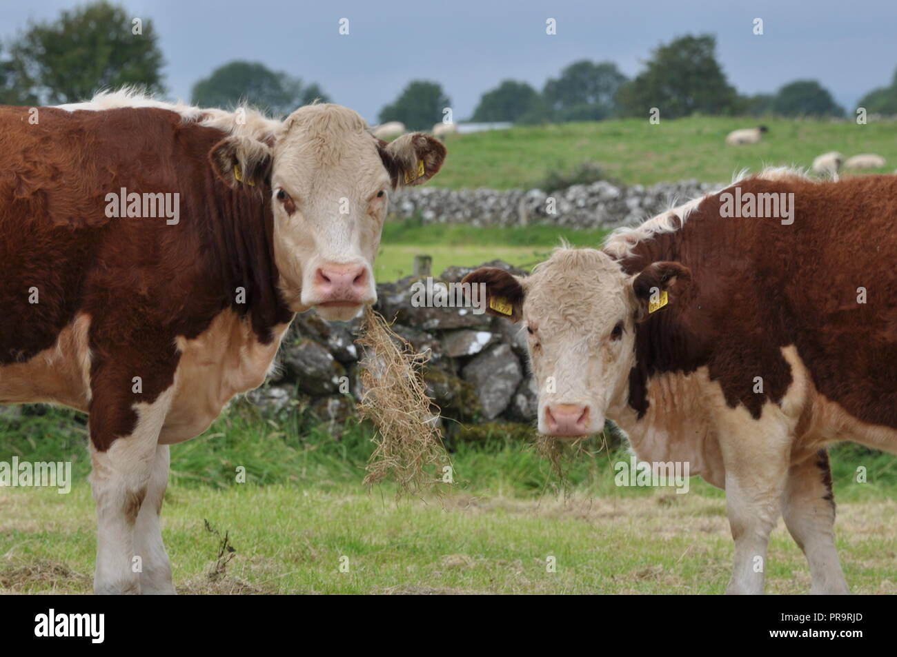 Cows grazing on Irish Farmland Stock Photo