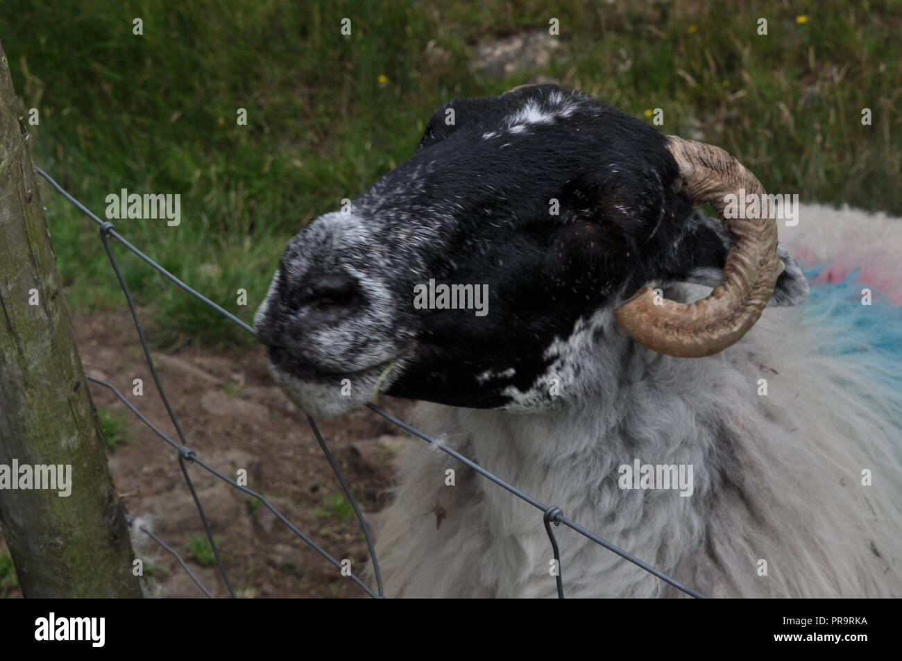 Irish sheep in pasture Stock Photo