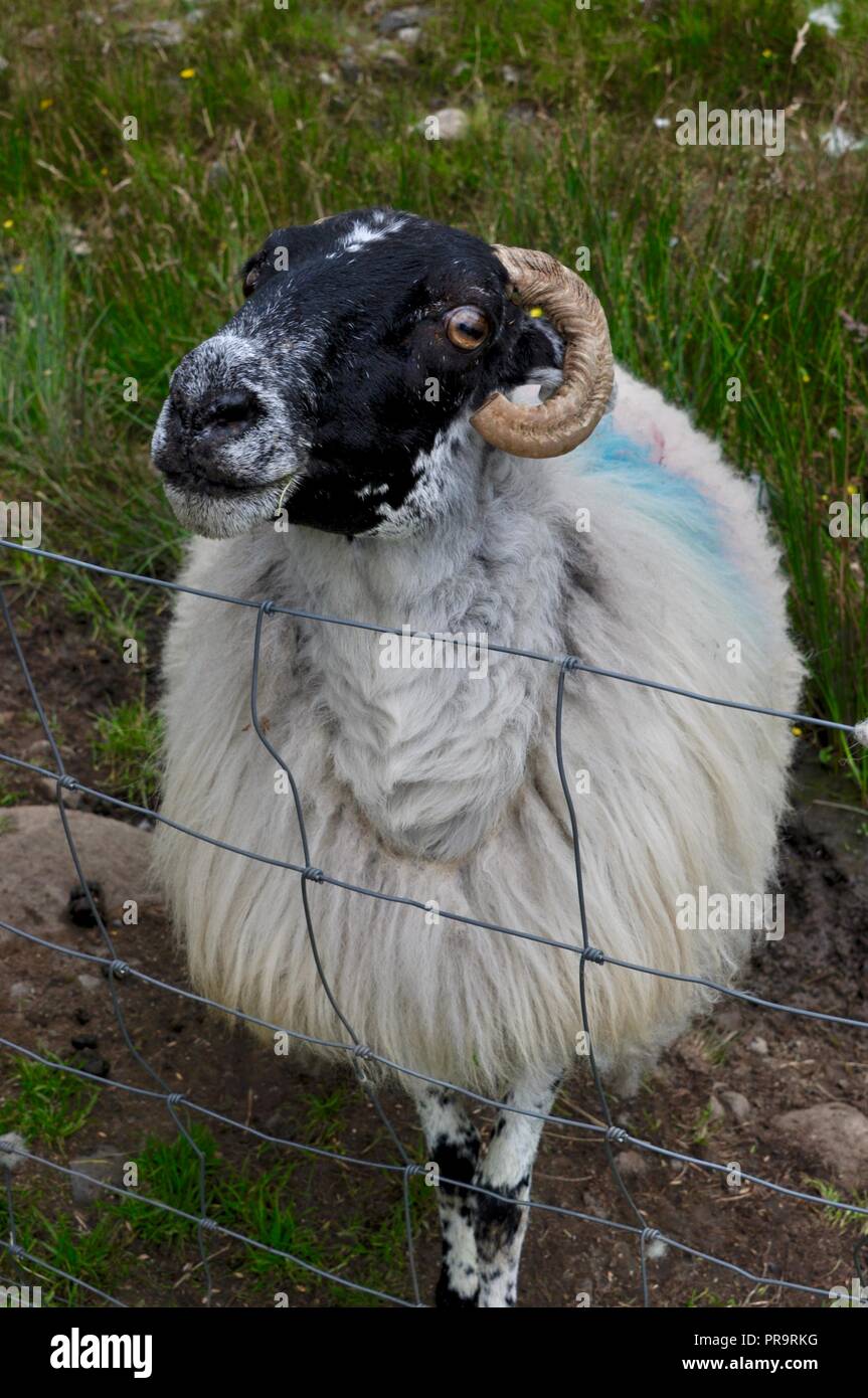 Irish sheep in pasture Stock Photo