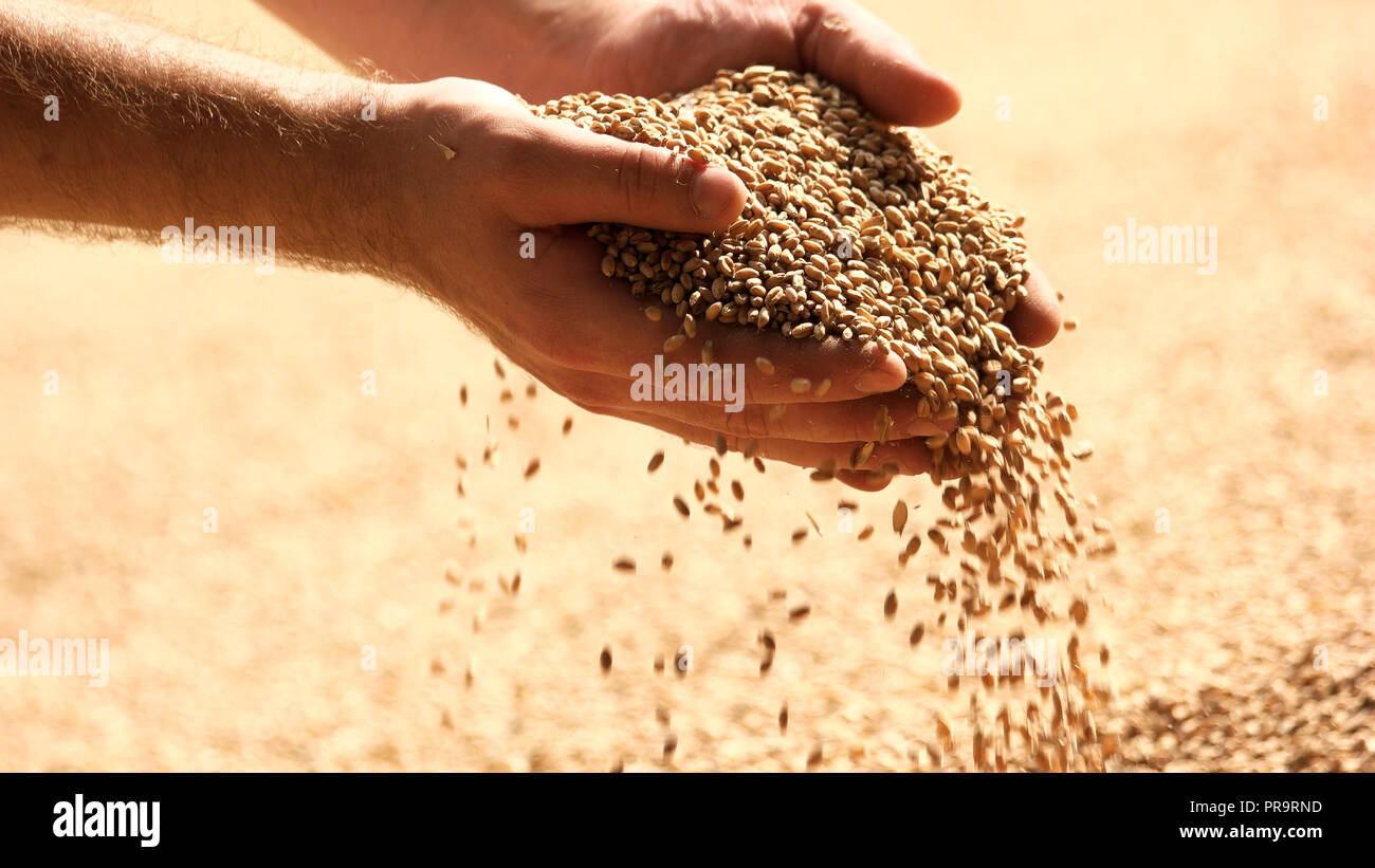 Wheat grains in hands at mill storage Stock Photo - Alamy