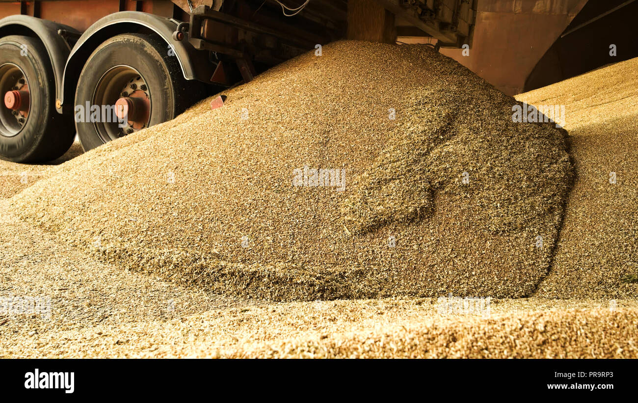Huge pile of wheat grain Stock Photo - Alamy