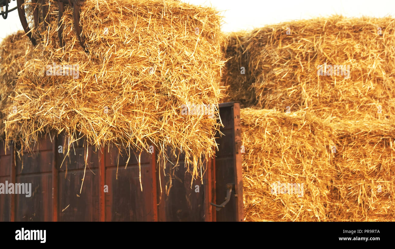 Straw Bales For Sale Tractor Supply edu.svet.gob.gt