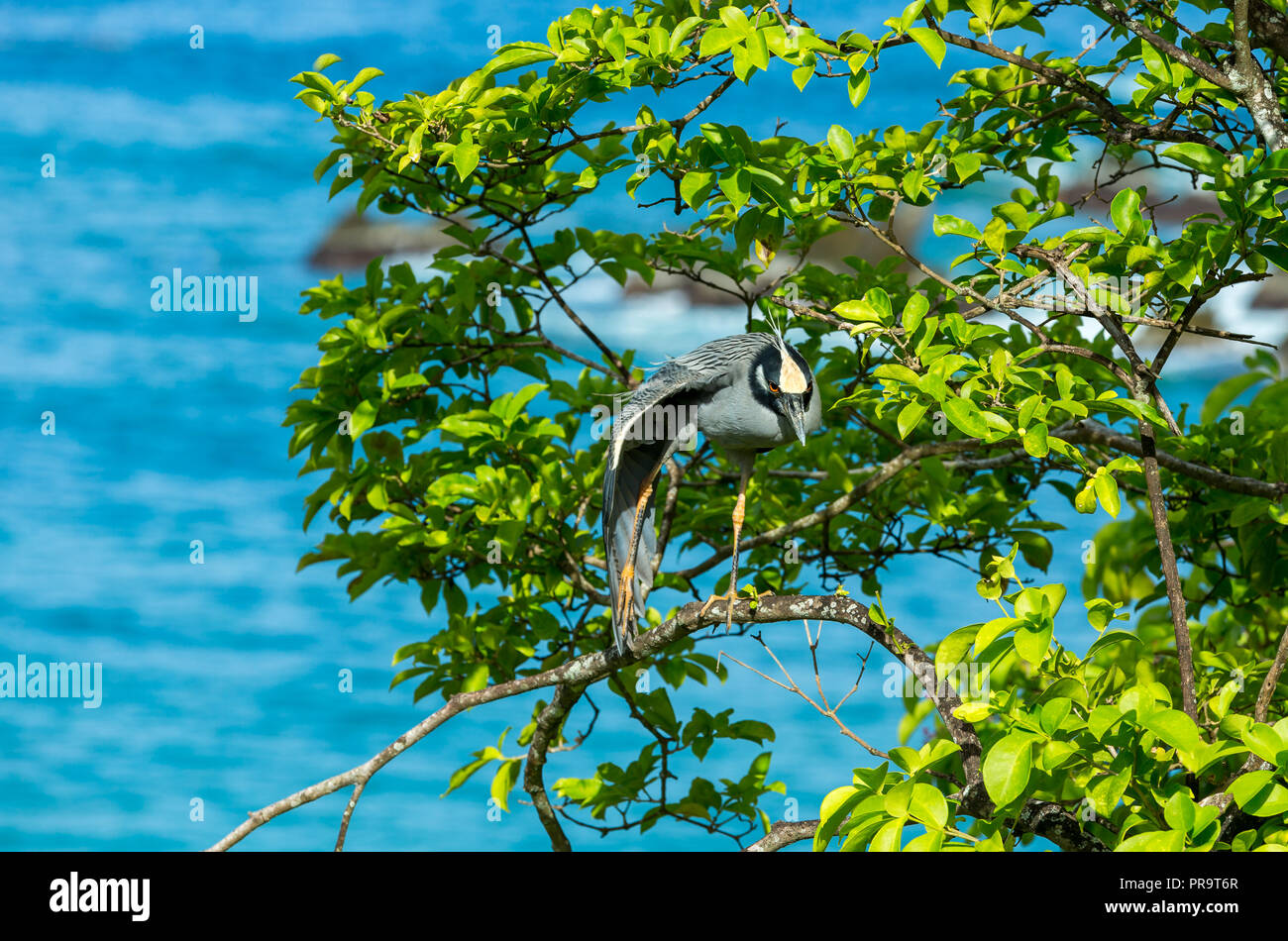 Yellow crowned night heron perching in a tree above turquoise blue sea in Tobago, Caribbean.  Scientific name: Nyctanassa violacea.  Horizontal Stock Photo