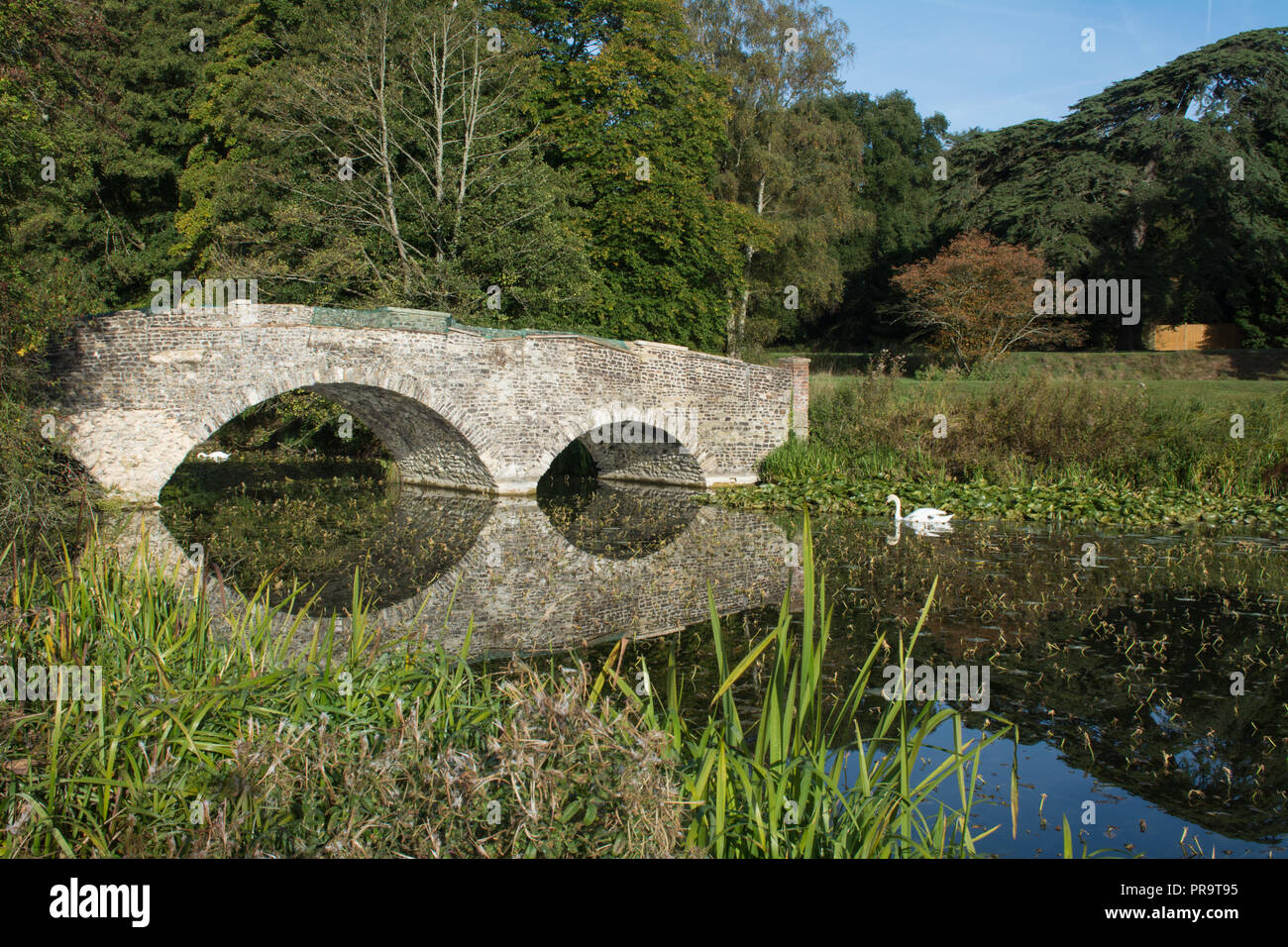 Swans swimming on the lake with the historic arched stone bridge at Waverley Abbey House, Surrey, UK Stock Photo