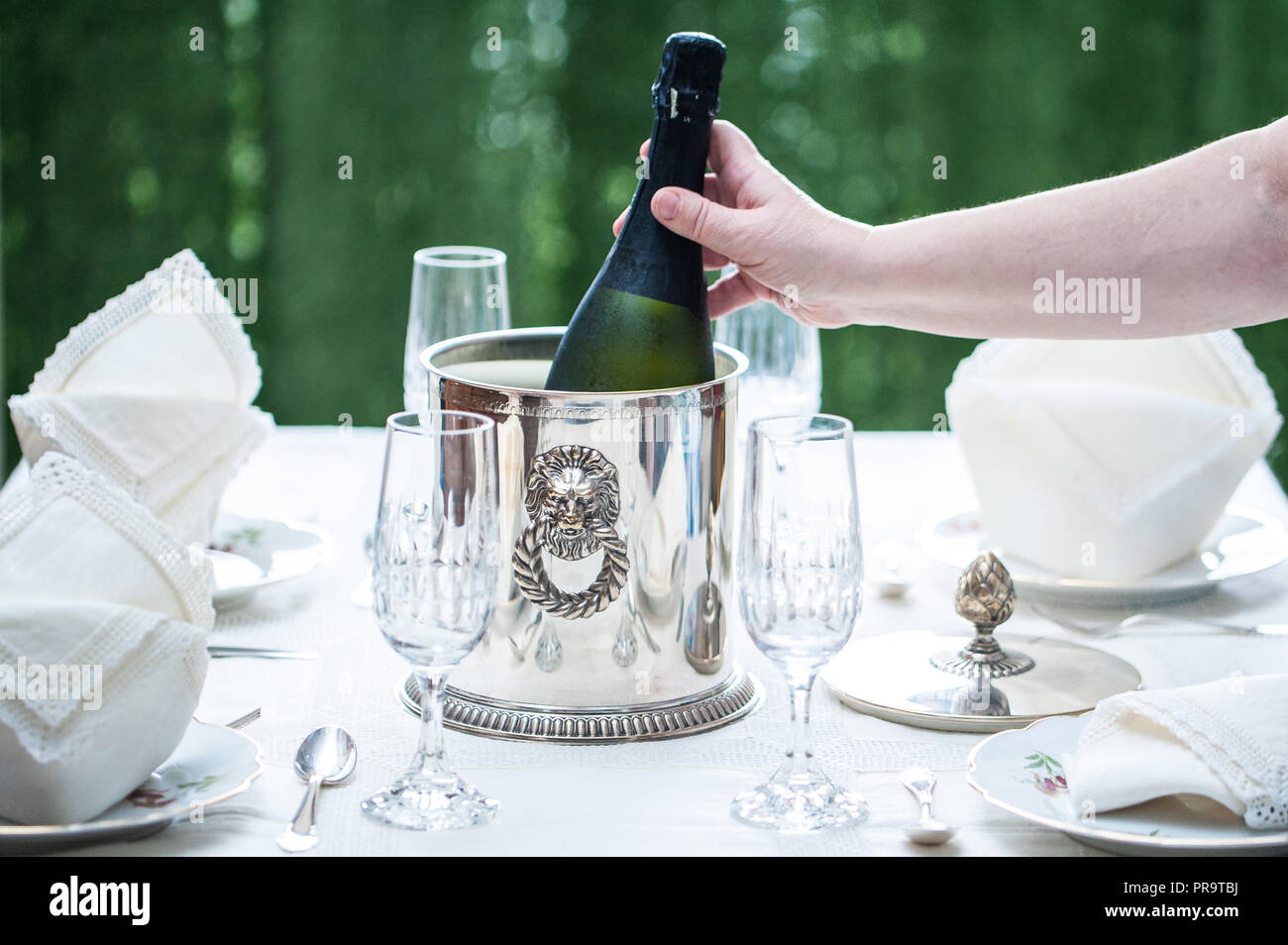 Women hand placing a bottle of champagne into a silver ice bucket on a table served with porcelain dinnerware. Selective focus. Stock Photo