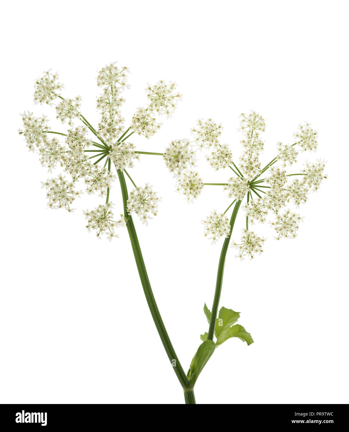 Angelica archangelica flowers isolated on white background Stock Photo
