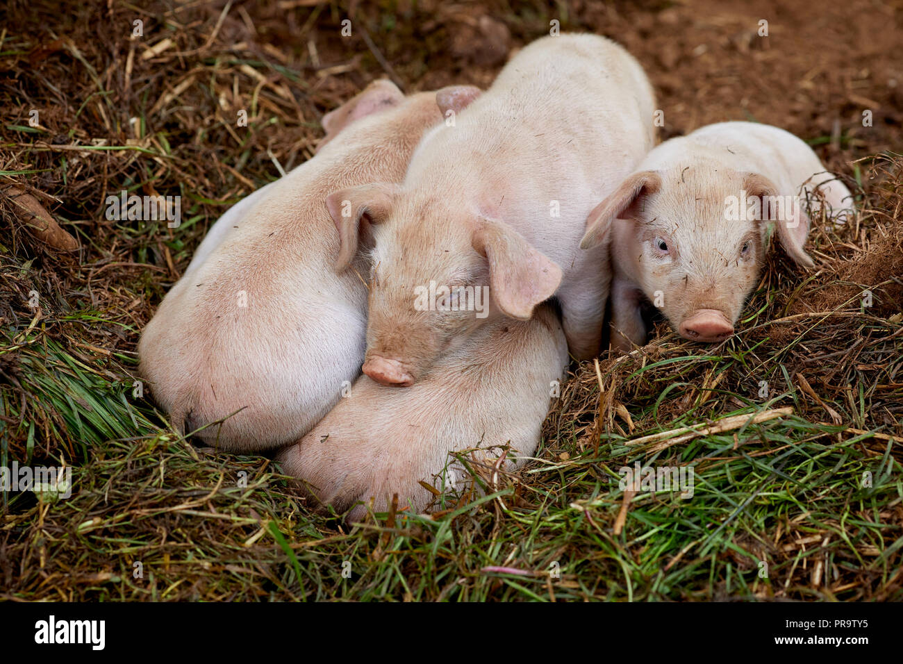 Lower Trevaskis Farm, Gwinear Rd, Hayle west Cornwall, farm shop and fruit picking. Pigs and piglets feeding of mother Stock Photo