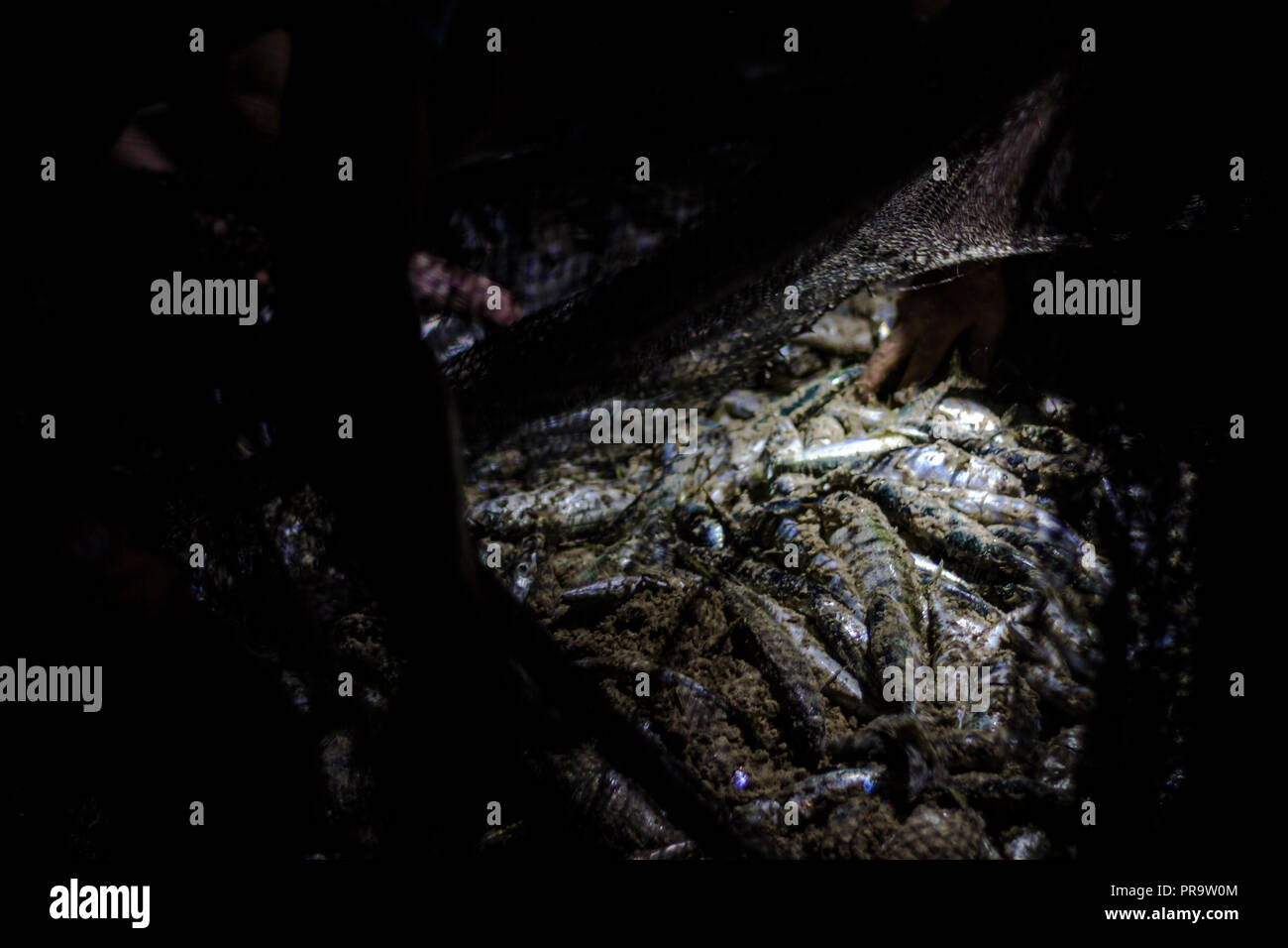 Fresh fish in fisherman's net Stock Photo - Alamy