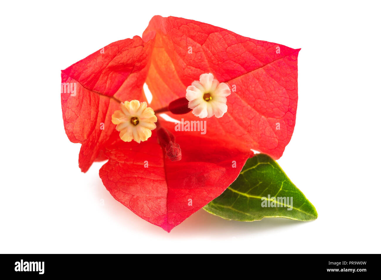 Bougainvillea Red High Resolution Stock Photography and Images - Alamy