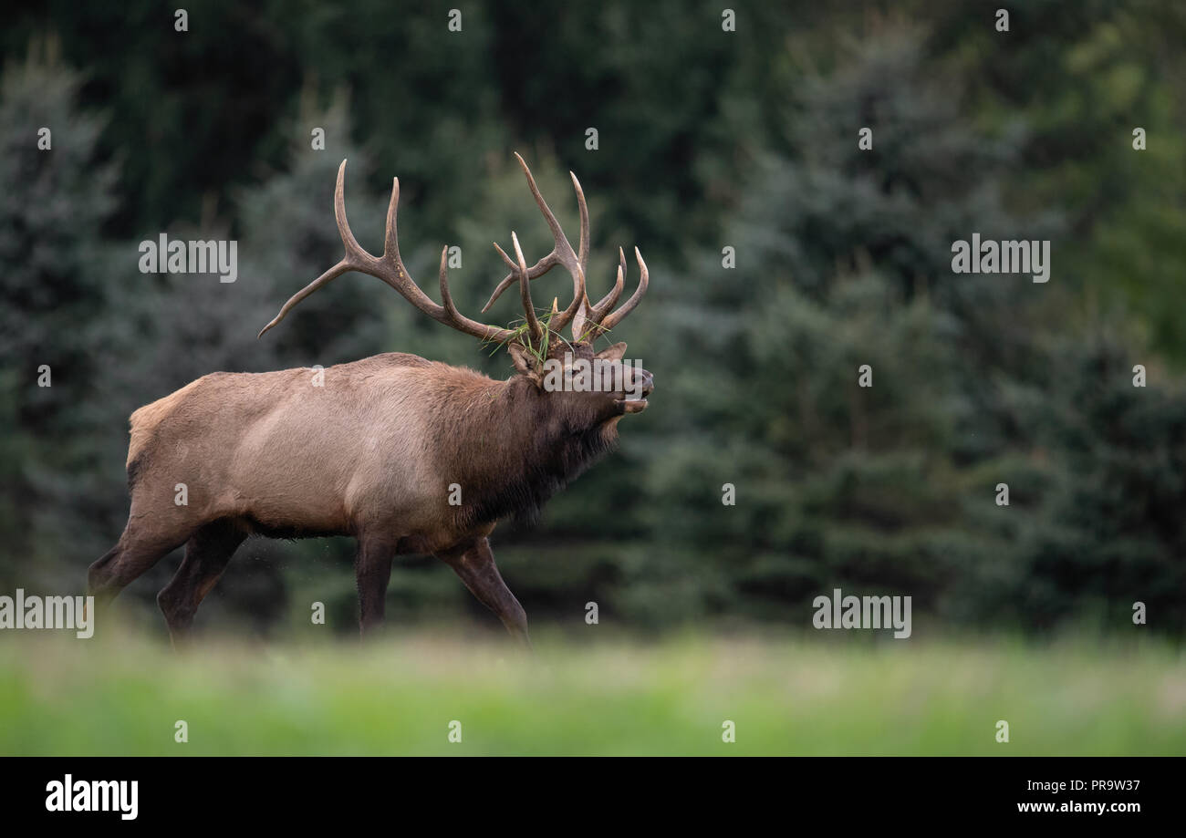 Elk During the Rut Season Stock Photo