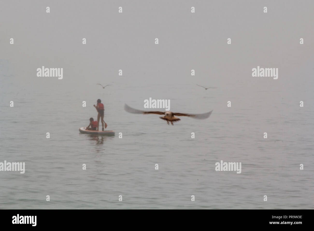 Paddle surf in the fog with seagulls flying around Stock Photo