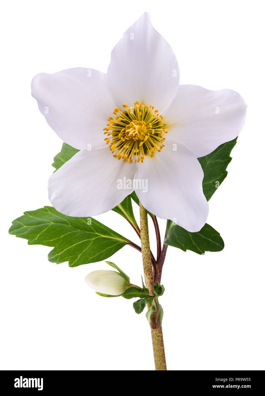Hellebore flower (Christmas rose) isolated on white Stock Photo