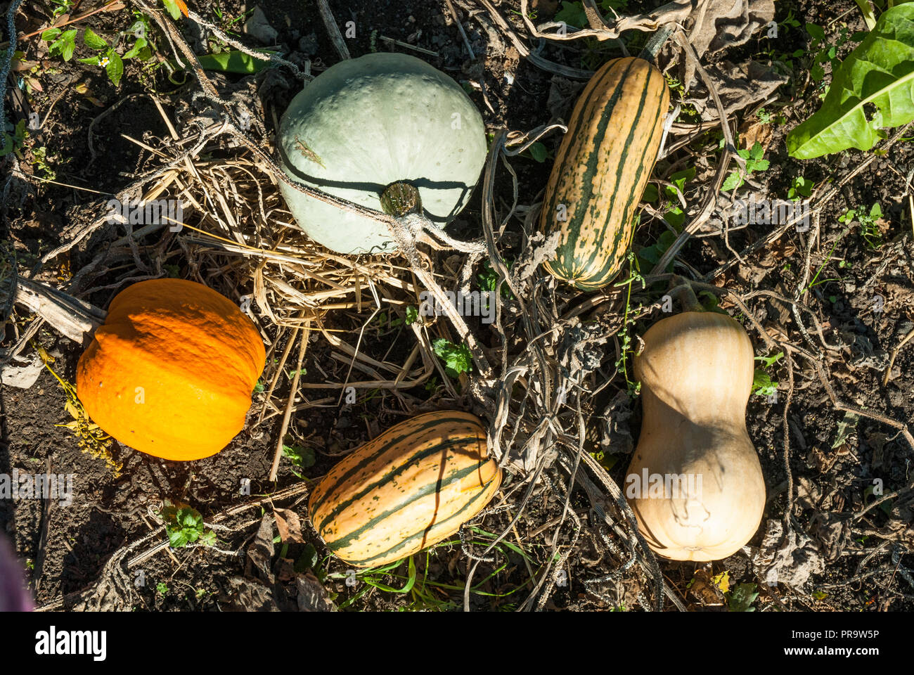 Various squash and pumpkin, different shapes and bright colours, growing on the ground. Autumn vegetables Stock Photo