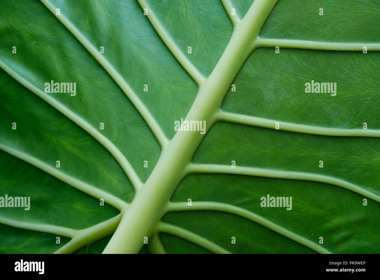 tropical plant leaf closeup - plant leaves macro - Stock Photo