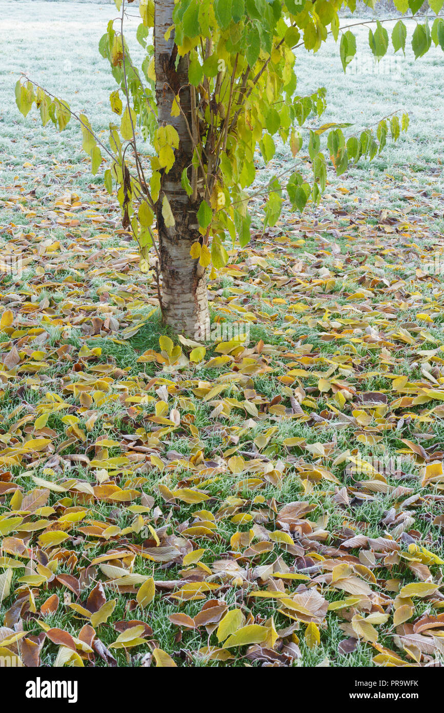 Fallen leaves of Wild Cherry (Prunus avium) and frosted grass, Leeds, West Yorkshire, England, November Stock Photo