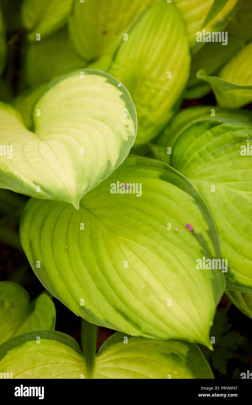 Hate gold standard plant Stock Photo
