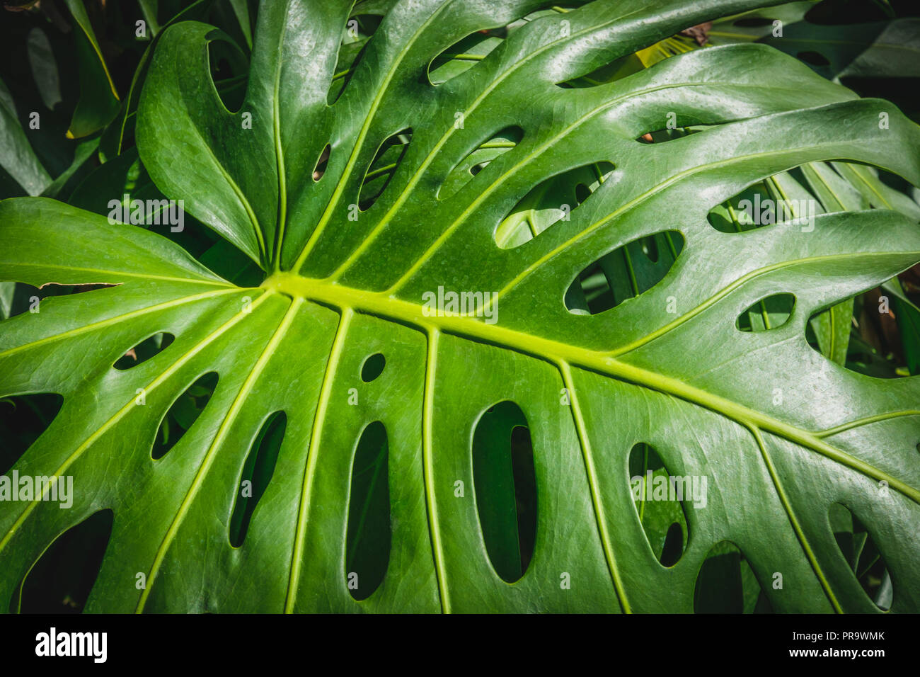Tropical  plants, leaf of Monstera /Philodendron leaves  - Stock Photo