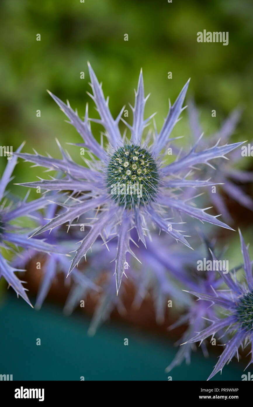 Eryngium big blue or sea holly plant Stock Photo