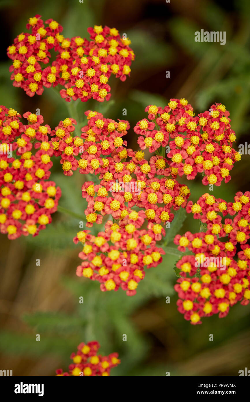 Achillea Walther Funke Stock Photo