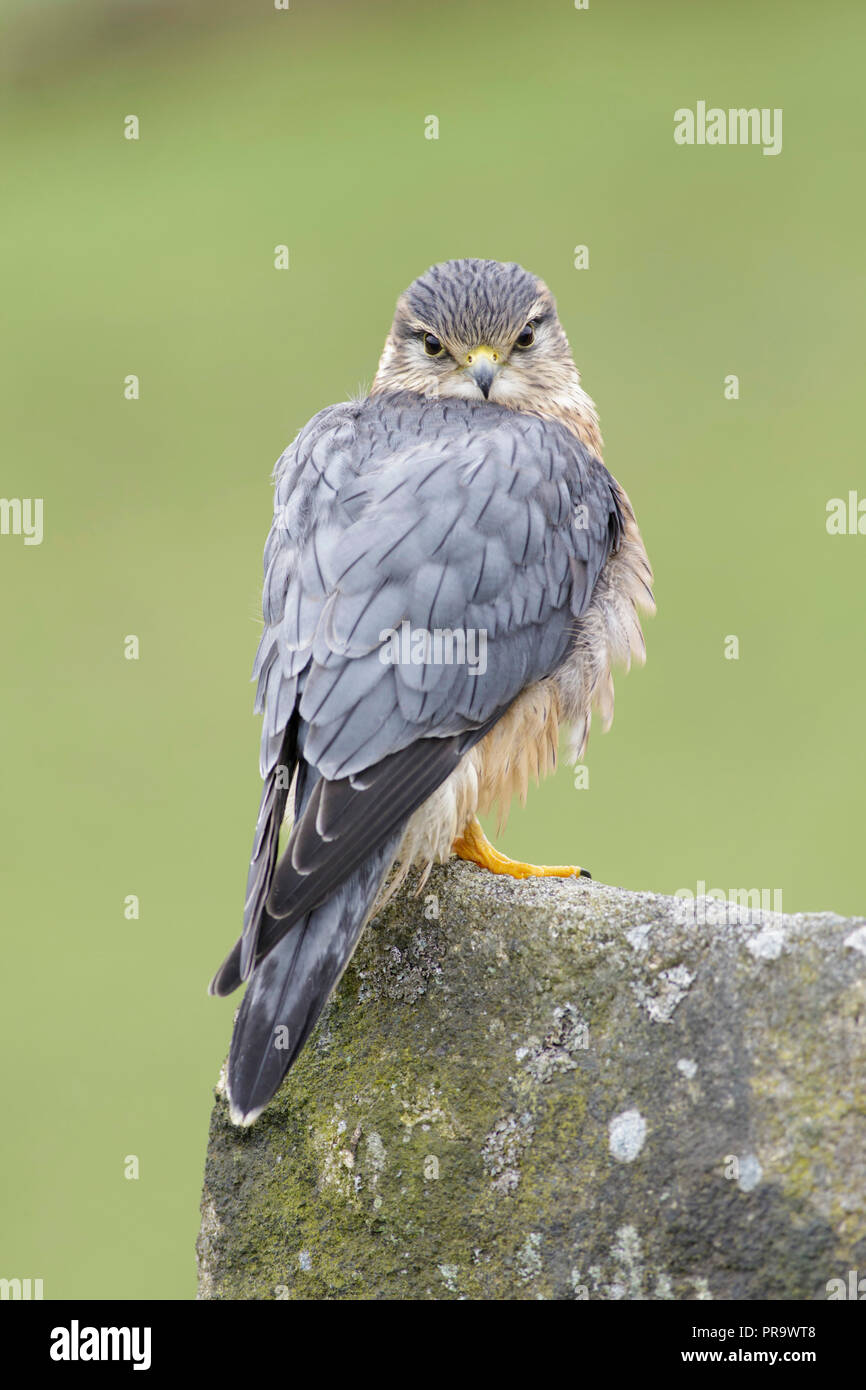 Merlin (Falco columbarius) adult male, perched on rock, West Yorkshire