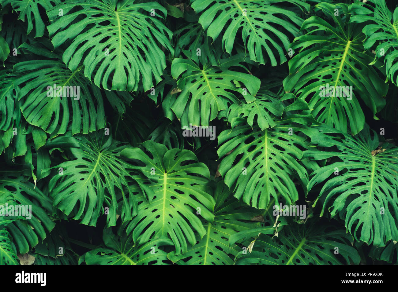 Monstera Philodendron leaves - tropical forest plant - Stock Photo
