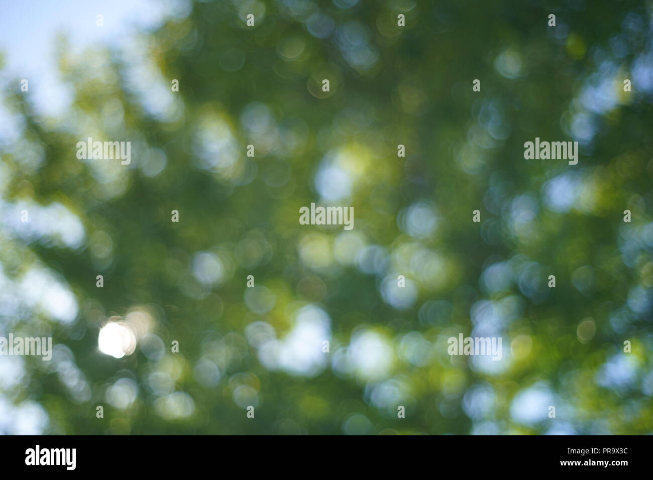 lens blur through leaves Stock Photo