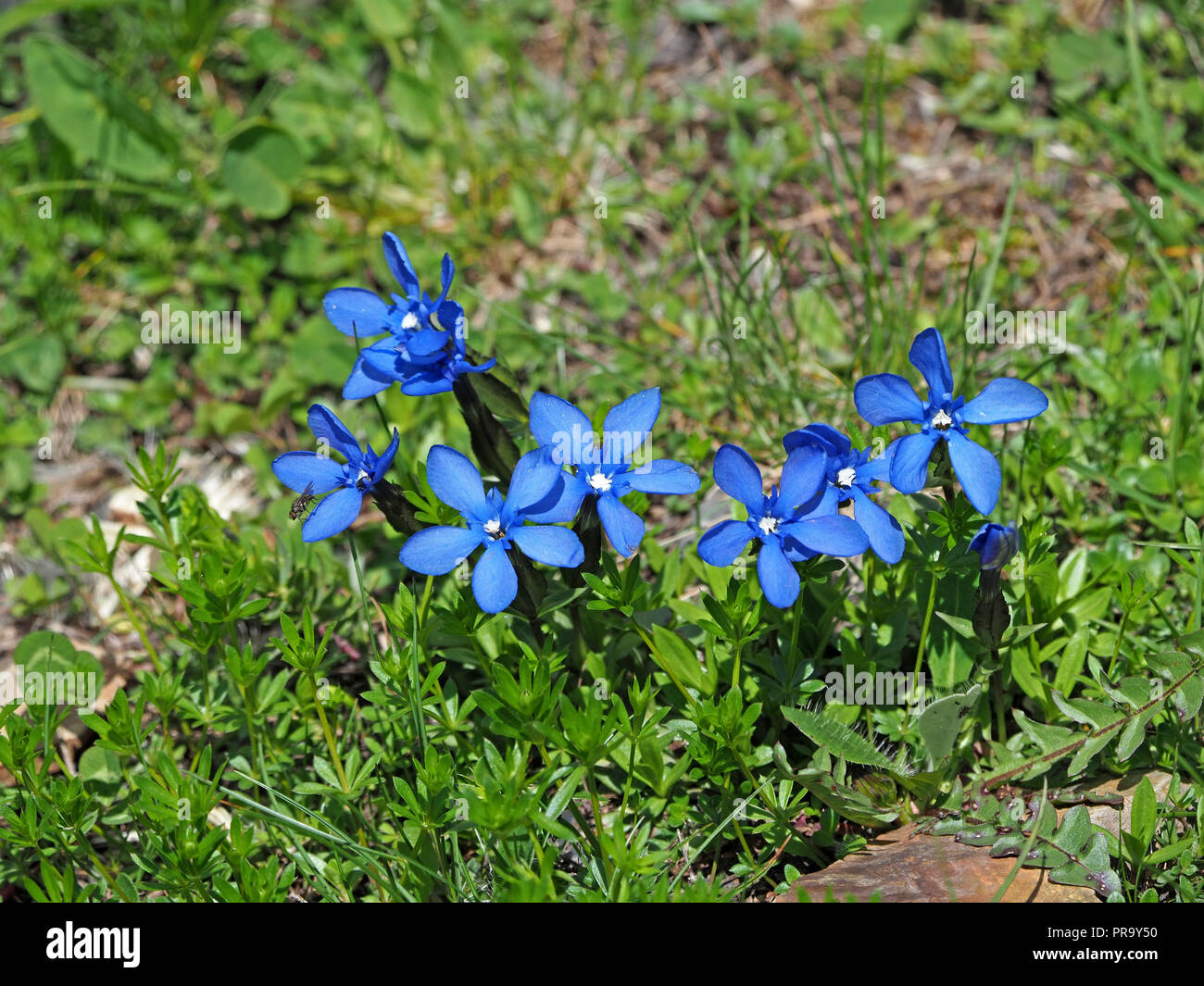 group of Bright blue flowers of Spring Gentian – (Gentiana verna) on low turf in the mountains of the Ariège Pyrénées, France Stock Photo