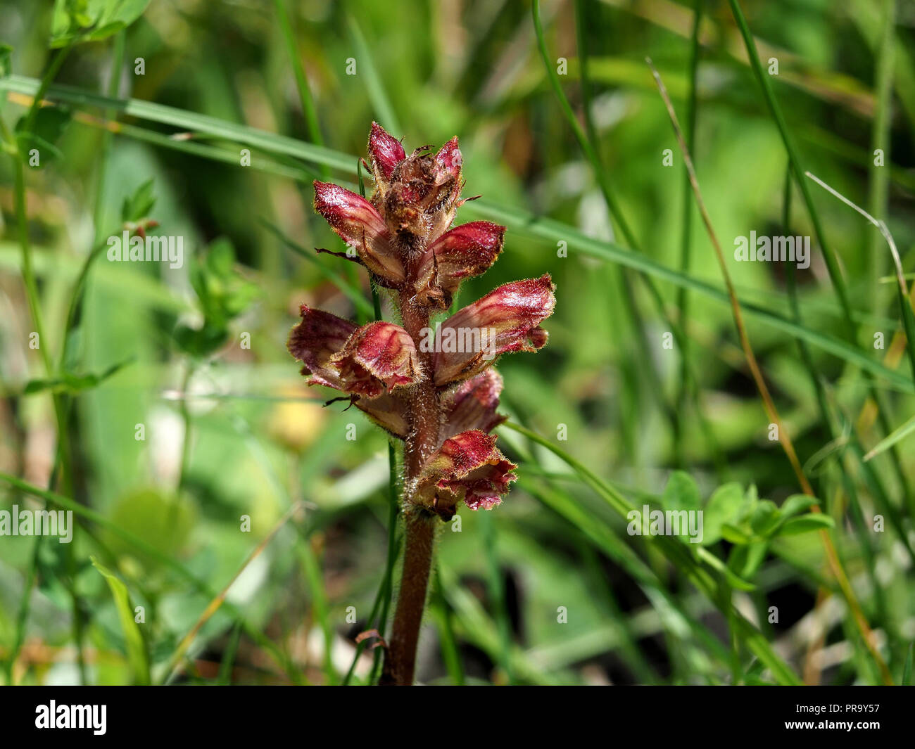 flowerspike of parasitic Thyme Broomrape or Red Broomrape (Orobanche alba) in the Ariège Pyrénées, France Stock Photo
