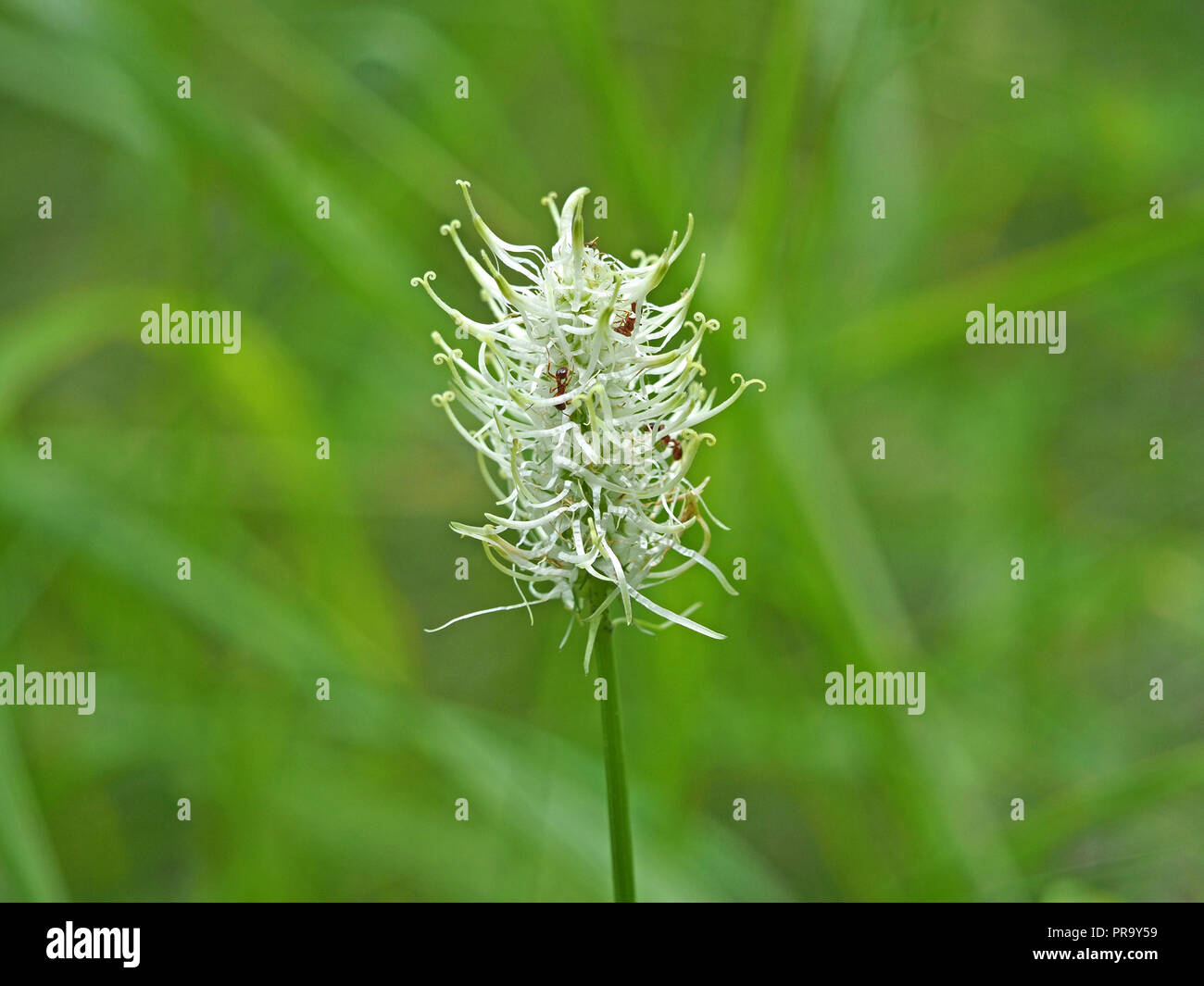 ants feeding among panicles of Phyteuma spicatum, the spiked rampion in the Ariège Pyrénées, France Stock Photo