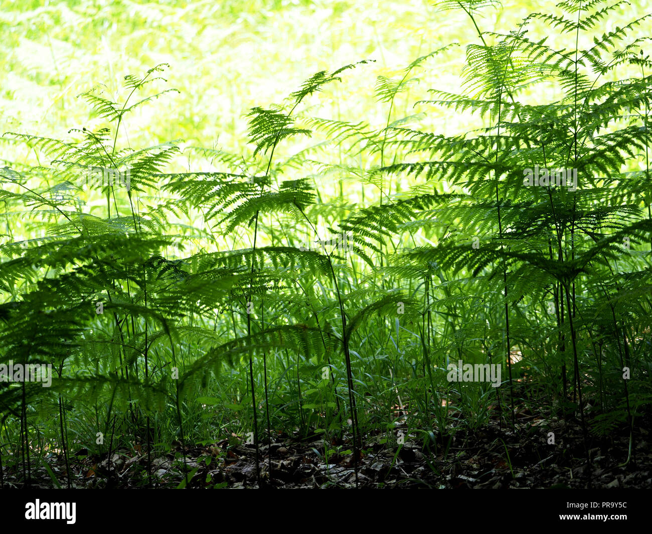 green patterns created by stems and fronds of Bracken (Pteridium aquilinum) on fringe of a forest clearing bathed in sunlight Ariège Pyrénées, France Stock Photo