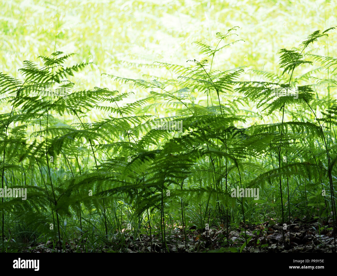 green patterns created by stems and fronds of Bracken (Pteridium aquilinum) on fringe of a forest clearing bathed in sunlight Ariège Pyrénées, France Stock Photo