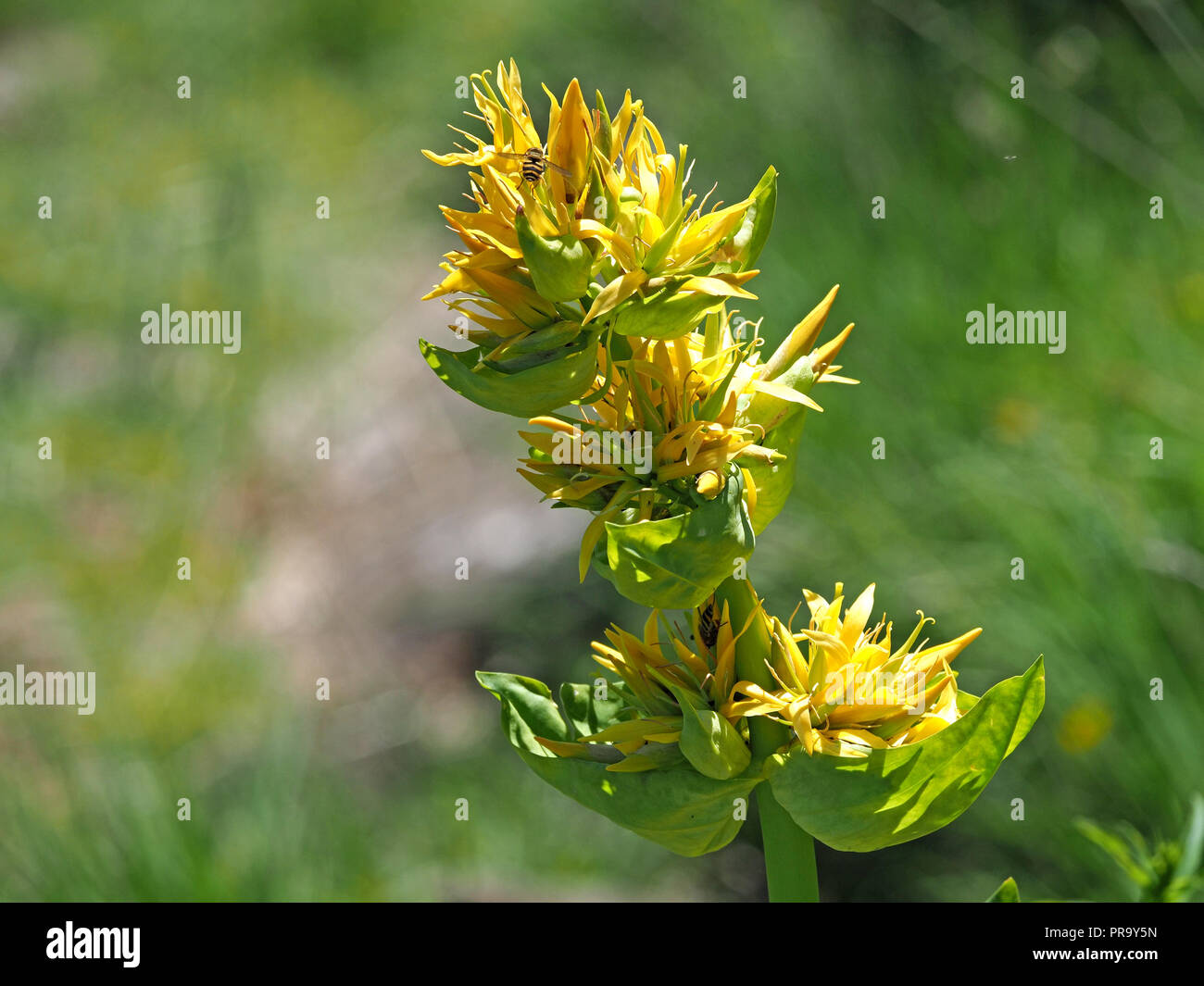 small hoverflies among flowers of Great Yellow Gentian / 'bitter root', / 'bitterwort' (Gentiana