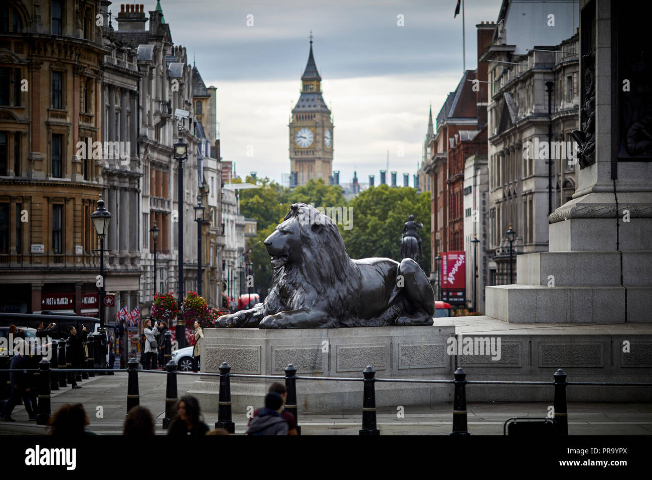 Landmark Trafalgar Square lions City of Westminster framed by Big Ben clocktower in London the capital city of England Stock Photo
