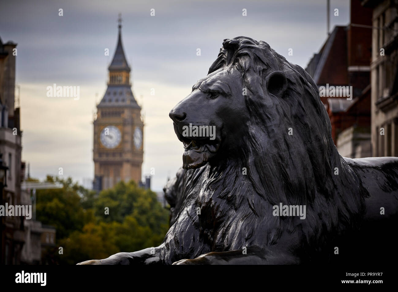 Landmark Trafalgar Square lions City of Westminster framed by Big Ben clocktower in London the capital city of England Stock Photo