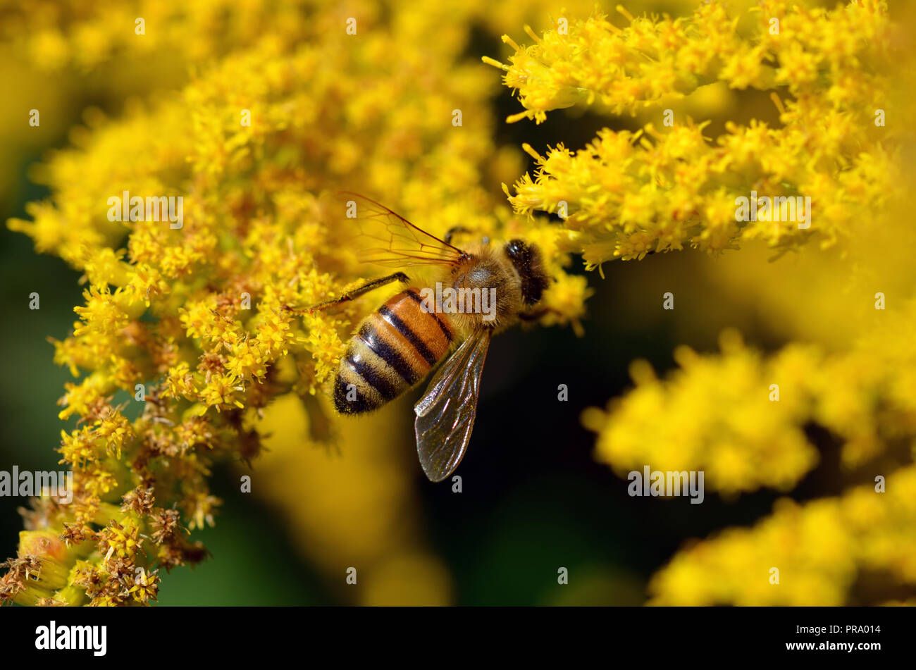 Honey Bee on Yellow Flowers Top View Stock Photo