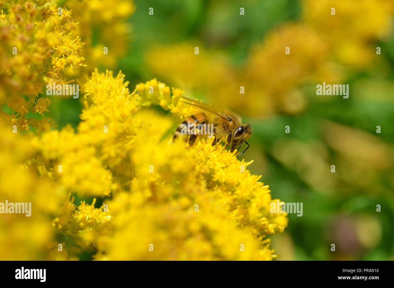 Honey Bee on Yellow Flowers Side View Stock Photo