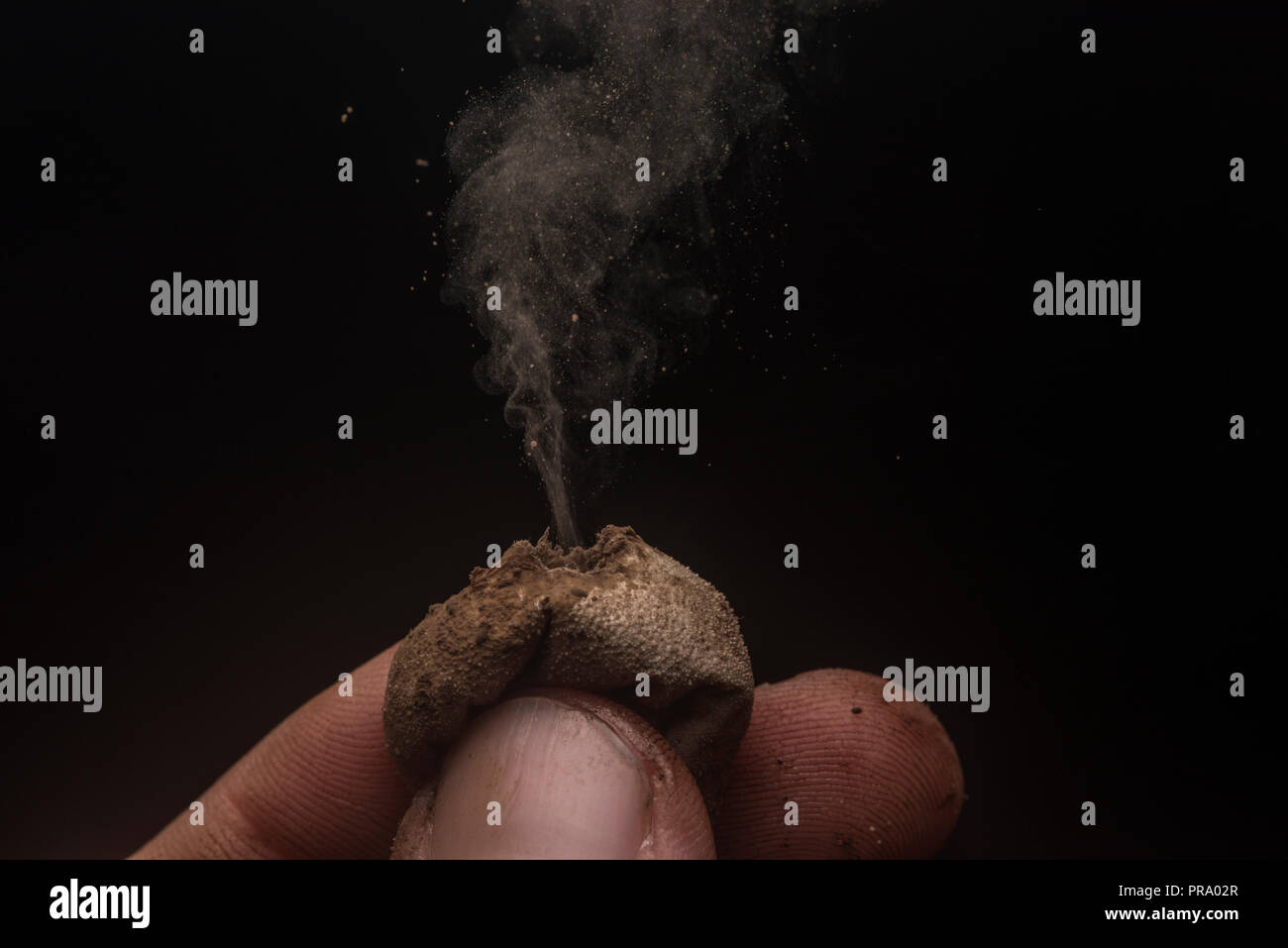 Puffball mushrooms releasing their spores in a cloud with a black background to emphasize details.  Photographed in Southern Wisconsin, USA. Stock Photo