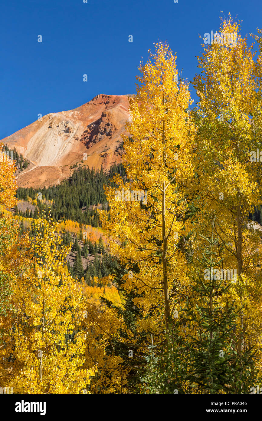 Golden aspens on Red Mountain Pass off of the Million Dollar Highway in the Uncompahgre National Forest, Colorado. Stock Photo