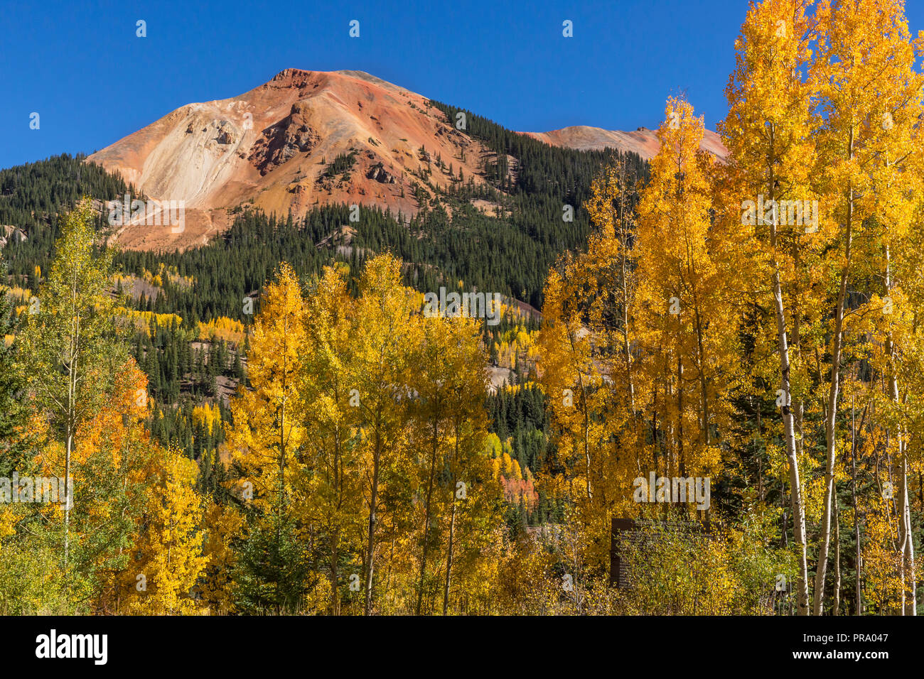 Golden aspens on Red Mountain Pass off of the Million Dollar Highway in the Uncompahgre National Forest, Colorado. Stock Photo