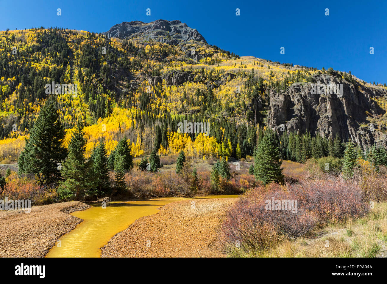 Aspens on Hayden Mountain and copper colored Red Mountain Creek in the Uncompahgre National Forest south of Ouray, Colorado. Stock Photo