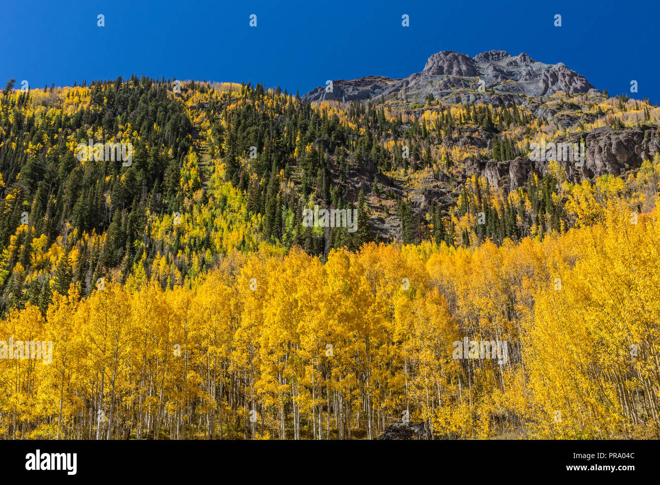 Aspens on Hayden Mountain on Crystal Lake  in the Uncompahgre National Forest south of Ouray, Colorado. Stock Photo