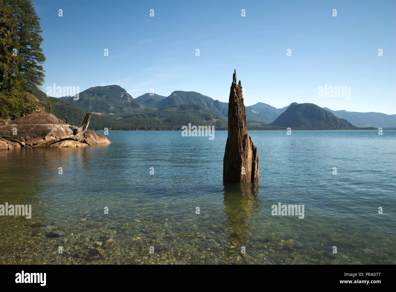 Lonely sentinel at Stave Lake in Mission, British Columbia, Canada Stock Photo
