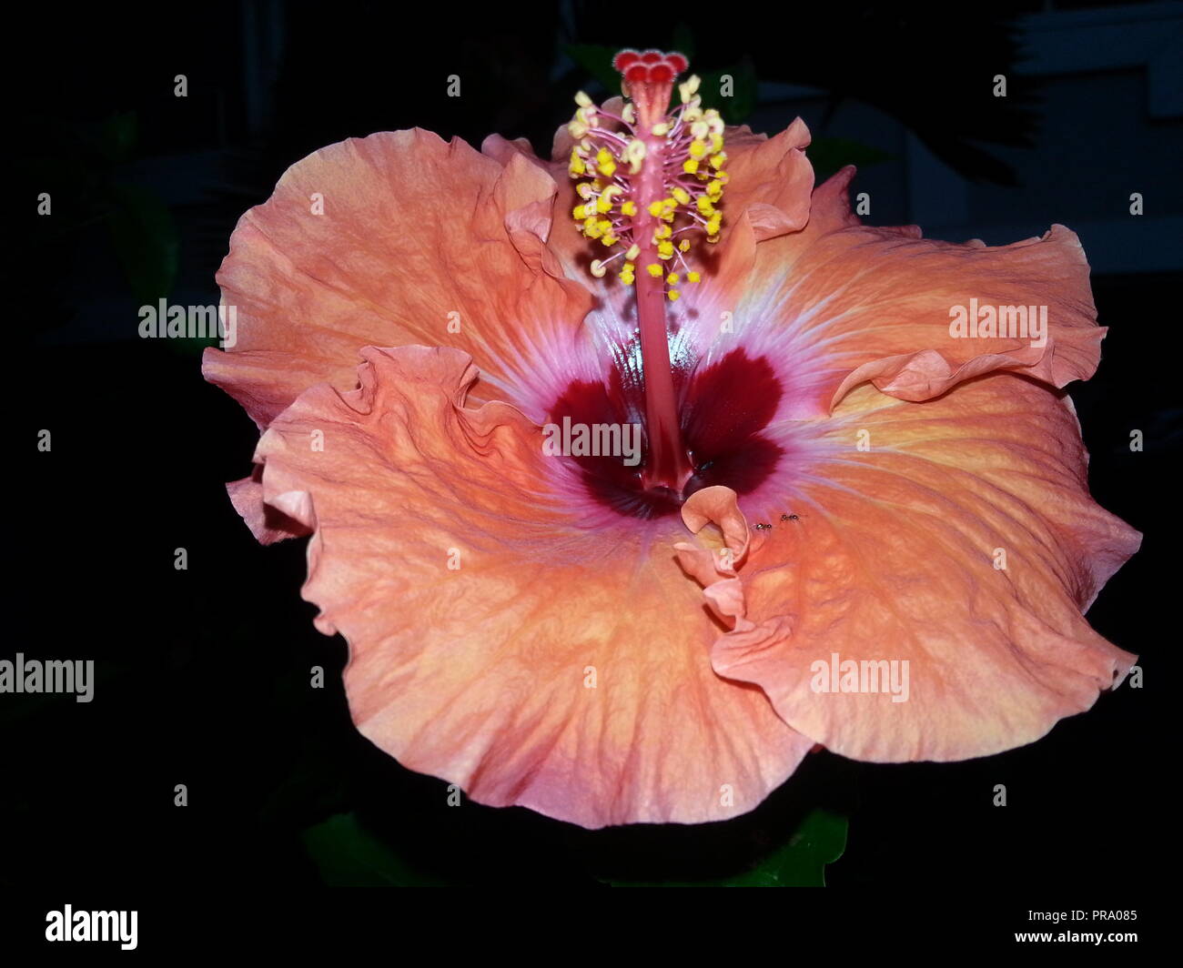 Hibiscus Flower at night time on Hawaii Stock Photo - Alamy
