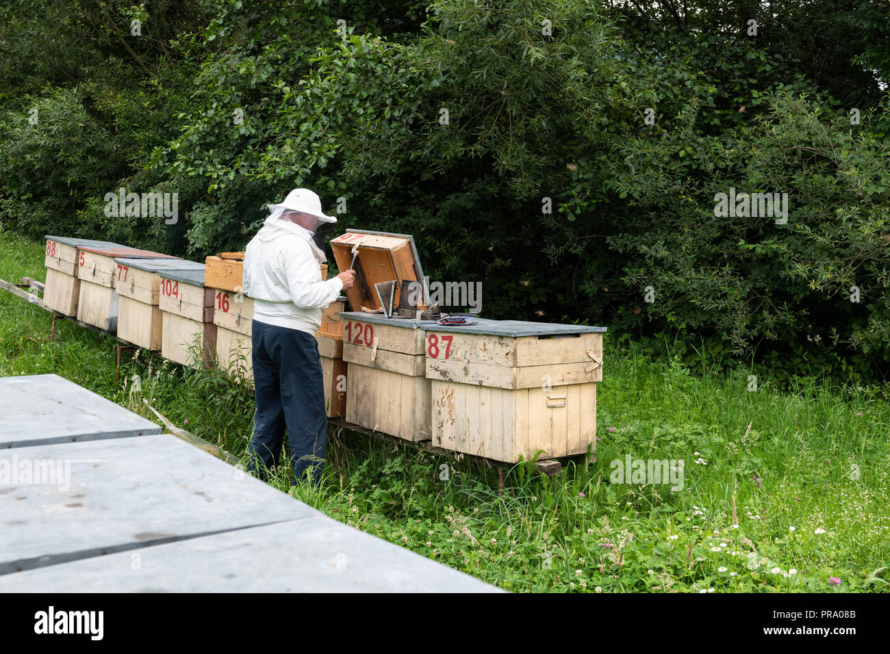 Beekeeper with smoker and various beekeeping tools working on a beehive. Stock Photo