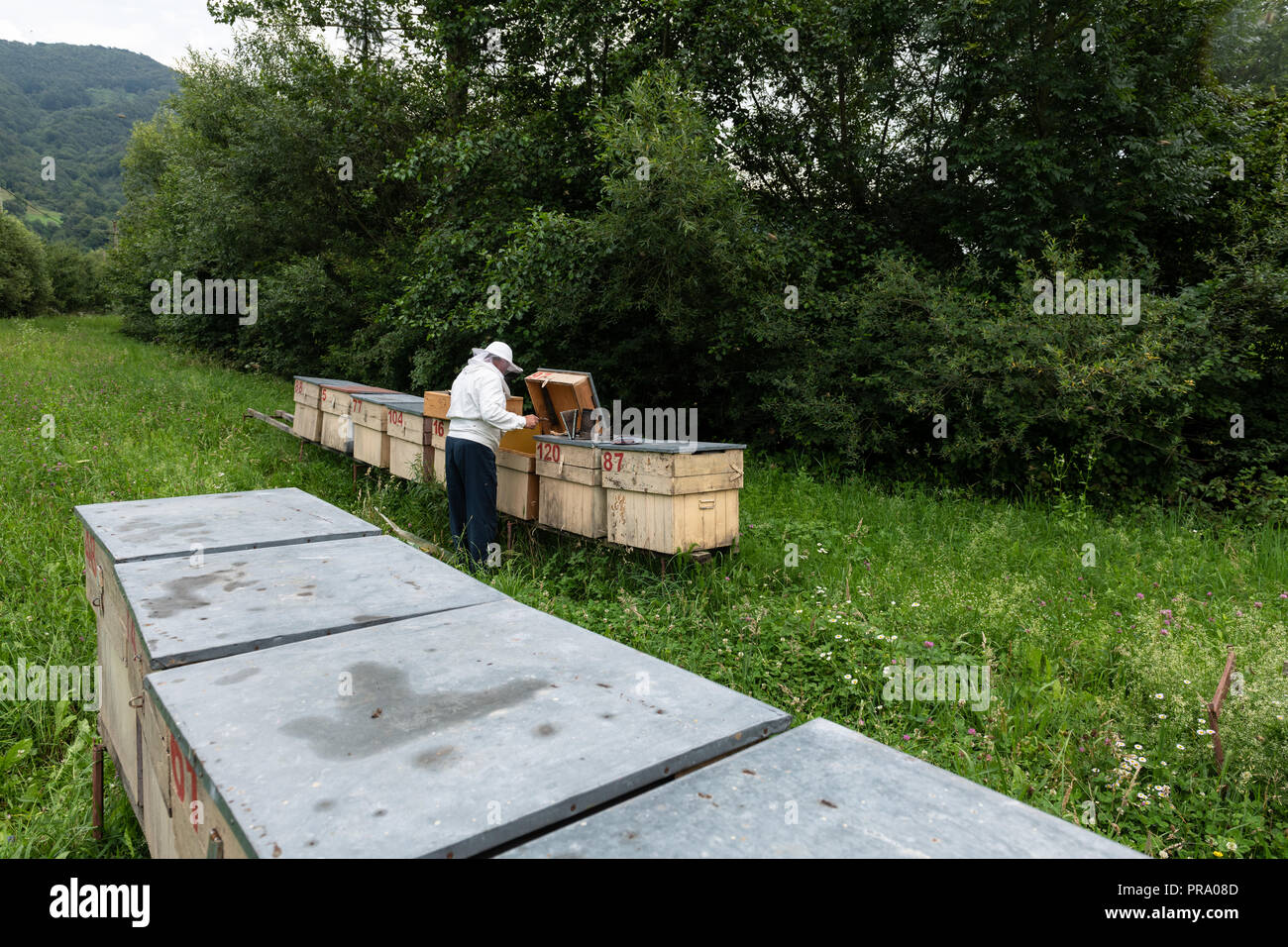 Beekeeper with smoker and various beekeeping tools working on a beehive. Stock Photo